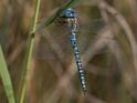 Aeshna affinis (Blue-eyed Hawker) male-Album-2.jpg